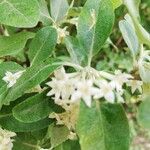 Elaeagnus umbellataFloare