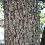 Quercus chrysolepis Kabuk