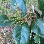 Quercus oleoides 花