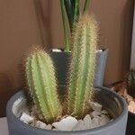 Pilosocereus chrysostele Hoja