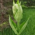 Gentiana lutea ফুল