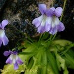 Pinguicula longifolia Otro