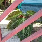 Miconia calvescens Leaf