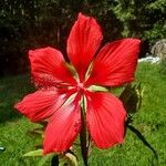 Hibiscus coccineus Flower