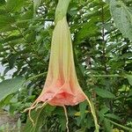 Brugmansia sanguinea Flor