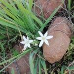 Ornithogalum gussonei Flower