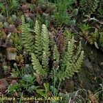 Cosentinia vellea Libunga
