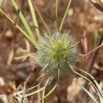 Trifolium angustifolium Virág