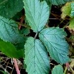 Rubus camptostachys 形態