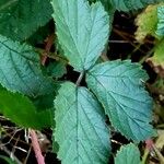 Rubus camptostachys Hábitos