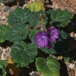 Phacelia calthifolia Habitatea