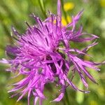 Centaurea jacea花