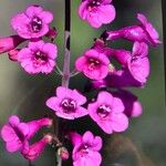 Penstemon parryi Flower