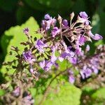 Plectranthus fruticosus Blüte
