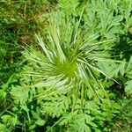 Pulsatilla alpina Fruto