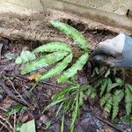 Pteris cretica Blad