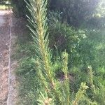 Pinus sylvestris Hoja