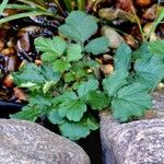 Geum macrophyllum Blatt