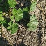 Malva parviflora Feuille