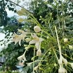 Millingtonia hortensis 花