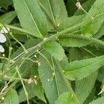 Hesperis matronalis Leaf