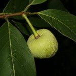 Annona pruinosa Fruto