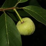 Annona pruinosa