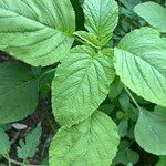 Amaranthus viridis Leaf