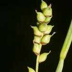 Carex globularis Ffrwyth