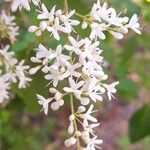 Ligustrum sinense Flor