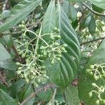 Psychotria carthagenensis Froito