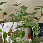 Tradescantia fluminensis Leaf