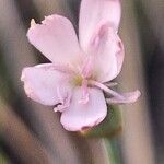 Dianthus pungens Blüte