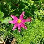 Cosmos bipinnatusBlomst