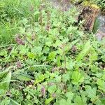 Geum rivale Habit