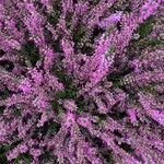 Calluna vulgaris Virág