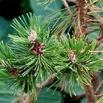 Pinus uncinata Leaf