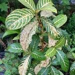 Sanchezia nobilis Folha
