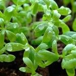 Lepidium sativum Листок