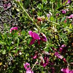 Chamaecytisus purpureus برگ