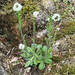 Arabis ciliata Pokrój