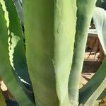 Agave salmiana Leaf