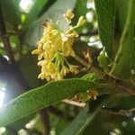 Osmanthus fragrans Цветок