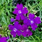 Verbena tenera 花