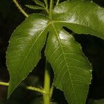 Jatropha gossypiifolia Folha