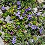 Campanula cenisia Habitatea