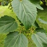 Idesia polycarpa Листок