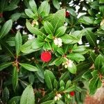 Arbutus unedo 叶