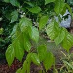 Pongamia pinnata Blatt