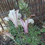 Lilium regale Çiçek